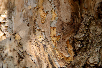 Blurred natural background of brown with yellow bark of an old tree. A cropped shot, horizontal, nobody, a lot of free space. The concept of nature and design.