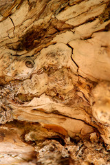 Blurred natural background of brown with yellow bark of an old tree. Cut off picture, vertical, nobody, a lot of free space. Concept of nature and design.