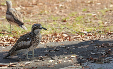 Bush Stone Curlew oder Bush thick knee Vogel Australien