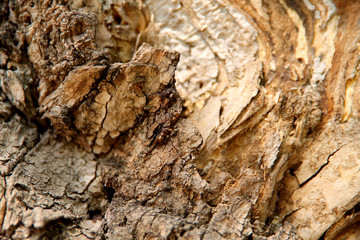 Blurred natural background of brown with yellow bark of an old tree. A cropped shot, horizontal, nobody, a lot of free space. The concept of nature and design.