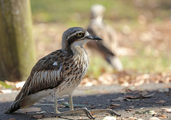 Bush Stone Curlew oder Bush thick knee Vogel Australien