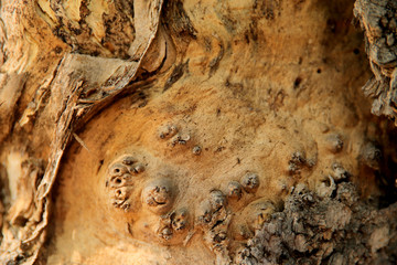 Blurred natural background of brown with yellow bark of an old tree. A cropped shot, horizontal, nobody, a lot of free space. The concept of nature and design.