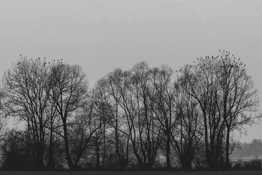 Birds on trees