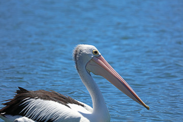 Pelikan in Australien