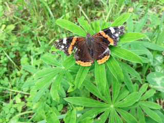 butterfly on a flower