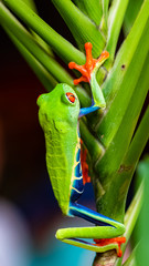 A red-eyed tree frog, Agalychnis callidryas, funny frog in Costa Rica, climbing on a parakeet flower