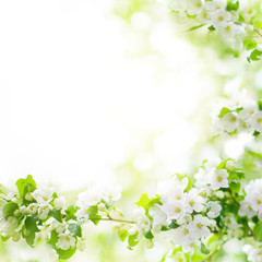 White flowers and green leaves on blurred bokeh background closeup, blooming apple tree branch, spring cherry blossom, delicate sakura flowers in bloom, beautiful sunny summer nature frame, copy space