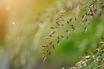 green flower plant in the nature in summer, green background