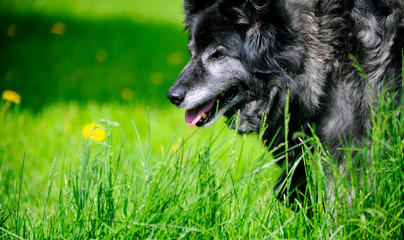 chien