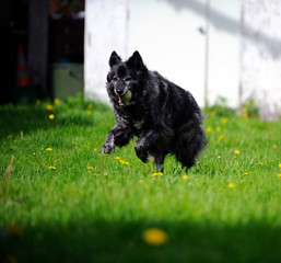 chien