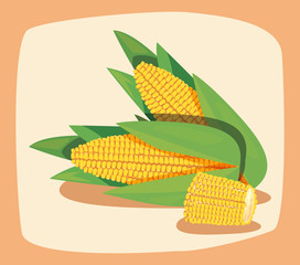 corn fresh vegetables vector ilustration