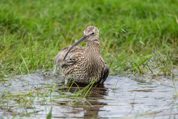 duck in the water