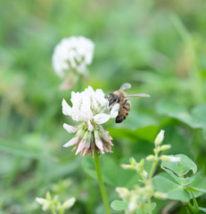 シロツメクサとミツバチ