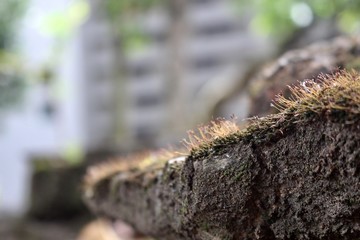 moss on tree