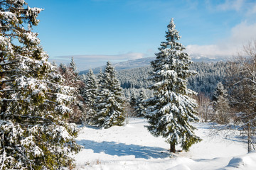 isolated snow covered spruce in the Harz mountains