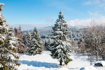 isolated snow covered spruce in the Harz mountains