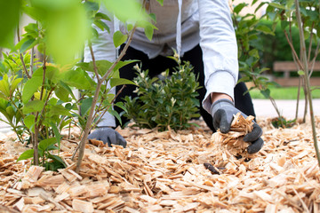 Gärtner arbeitet im Garten mit Mulch