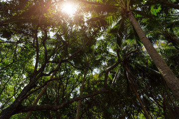 Jungle scape on Phuket at Thailand