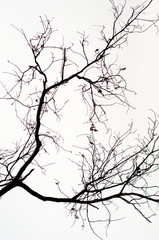 rami secchi su fondo bianco