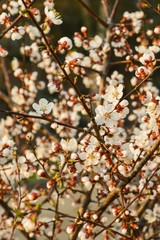 flowering tree. white flowers under sunlight