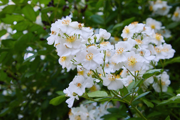 Rosa sempervirens, evergreen rose -beautiful white flowers of a green bush in the garden in summer 