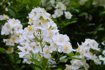 Rosa sempervirens, evergreen rose -beautiful white flowers of a green bush in the garden in summer 