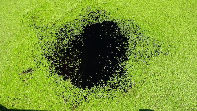 Meditative  movement of green duckweed in water from the edges to the center. Gradual tightening of the water surface. Green background HD.