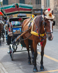 Fototapeta na wymiar horse drawn carriage in a square next to Teatro Massimo