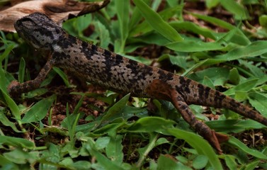 Brown spotted chameleon walking in grass wild nature closeup