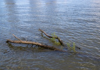 Branch log tree wood floating in river