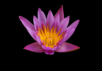 Purple lotus on a black background, Buddha worship flower