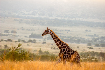 Giraffe walking in the morning sun
