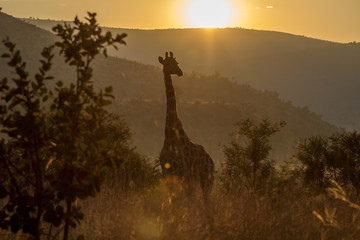 Giraffe in the morning sunlight