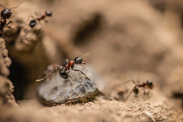 Ant on the ground going somewhere