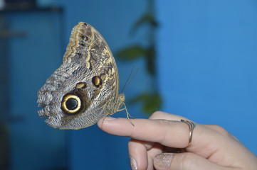 butterfly on hand