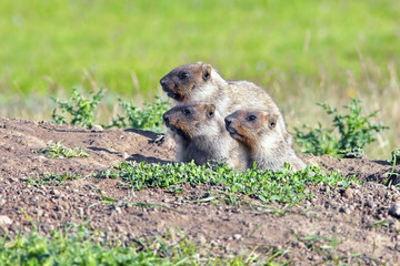 young marmots peeking out of the hole on a sunny warm day, Groundhog Day
