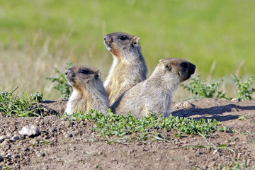 young marmots peeking out of the hole on a sunny warm day, Groundhog Day