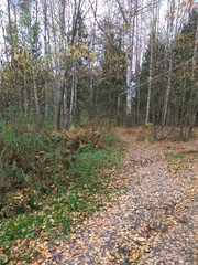 after a hurricane in the autumn forest