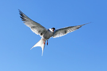 beautiful white seagull in flight on background blue sky