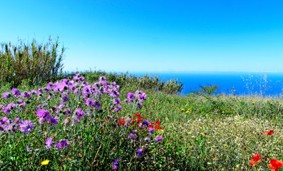 Obraz premium Wide angle shot: Traveling on the beautiful island Madeira: View of blue sky and ocean on southern coast with beautiful violet thistles in the foreground, Portugal, Europe.