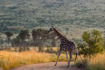 Giraffe crossing a road