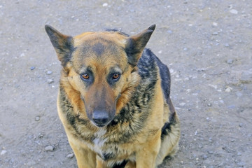 homeless mongrel with a sad face on the street