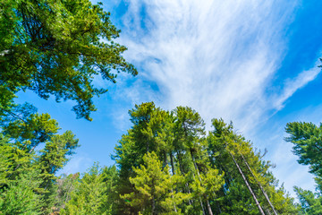 Beautiful pine trees  with blue sky .