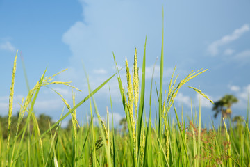 Abstract green paddy rice grass in spring season background concept summer sunshine image, countryside nature view