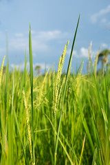 Abstract green paddy rice grass in spring season background concept summer sunshine image, countryside nature view
