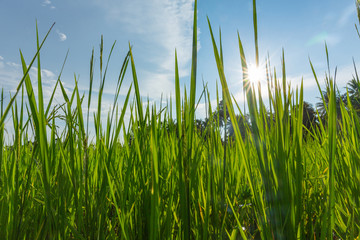 Abstract green paddy rice grass in spring season background concept summer sunshine image, countryside nature view