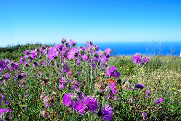 Fototapeta premium Wide angle shot: Traveling on the beautiful island Madeira: View of blue sky and ocean on southern coast with beautiful violet thistles in the foreground, Portugal, Europe.