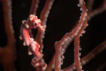 Denise's pygmy seahorse (Hippocampus denise). Underwater macro photography from Romblon, Philippines