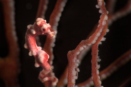 Denise's pygmy seahorse&nbsp;(Hippocampus denise). Underwater macro photography from Romblon, Philippines