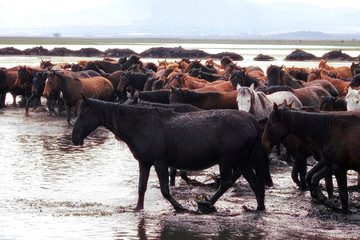 Close up herd of wild horses running in water over countryside landscape